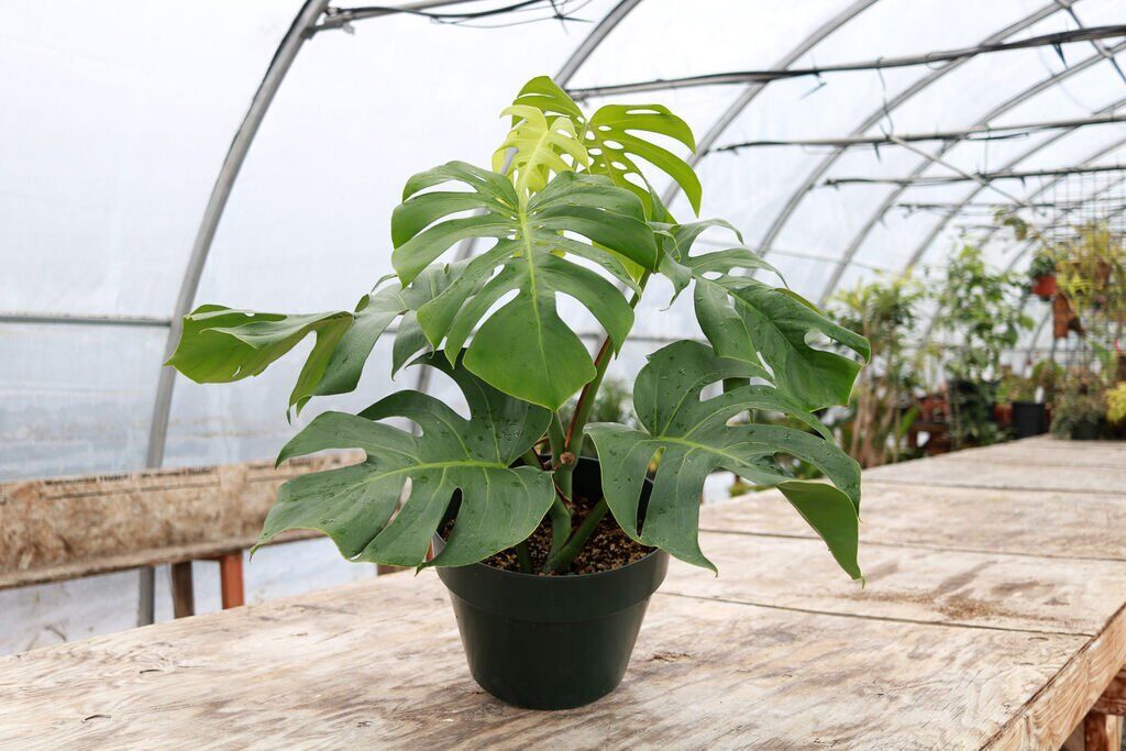 Monstera deliciosa